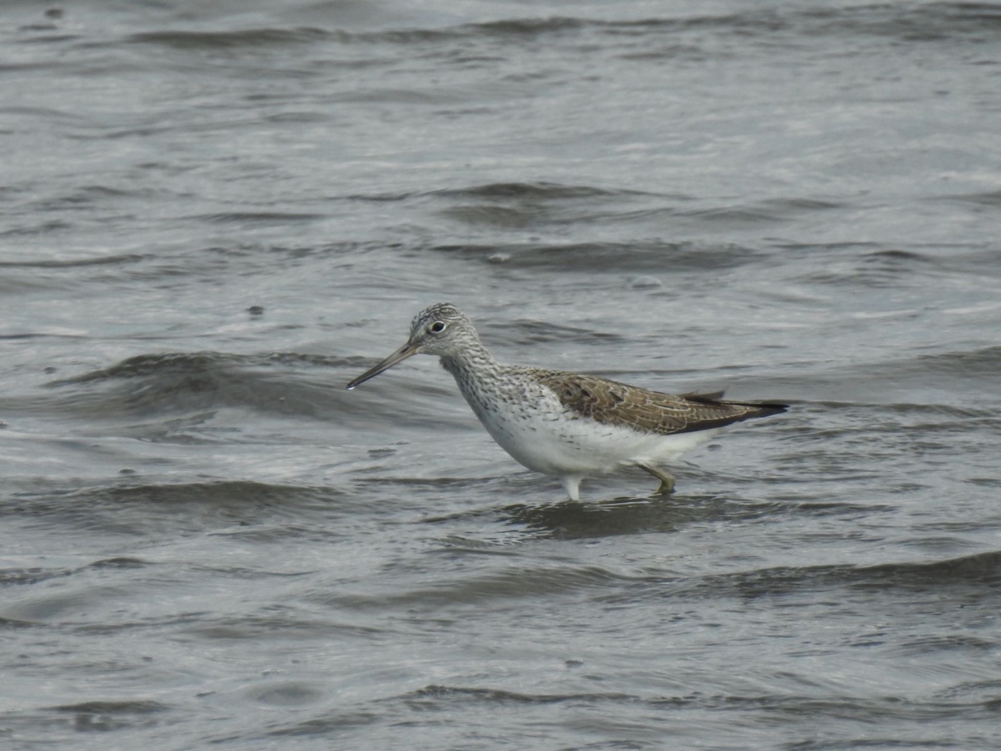 Photo of Common Greenshank at Kasai Rinkai Park by da