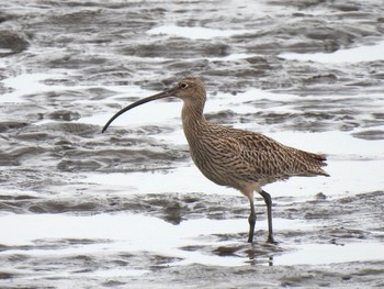 Fri, 4/16/2021 Birding report at Kasai Rinkai Park