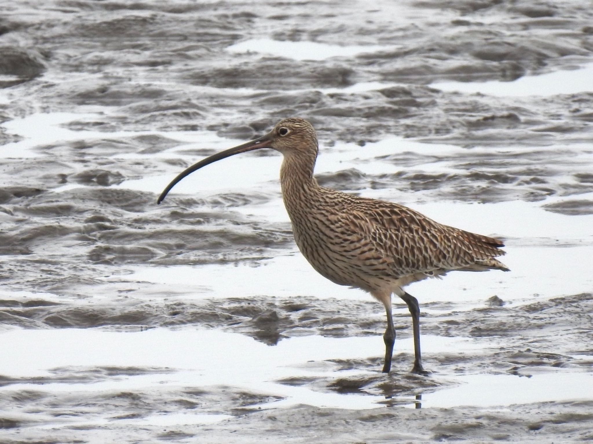 Photo of Far Eastern Curlew at Kasai Rinkai Park by da