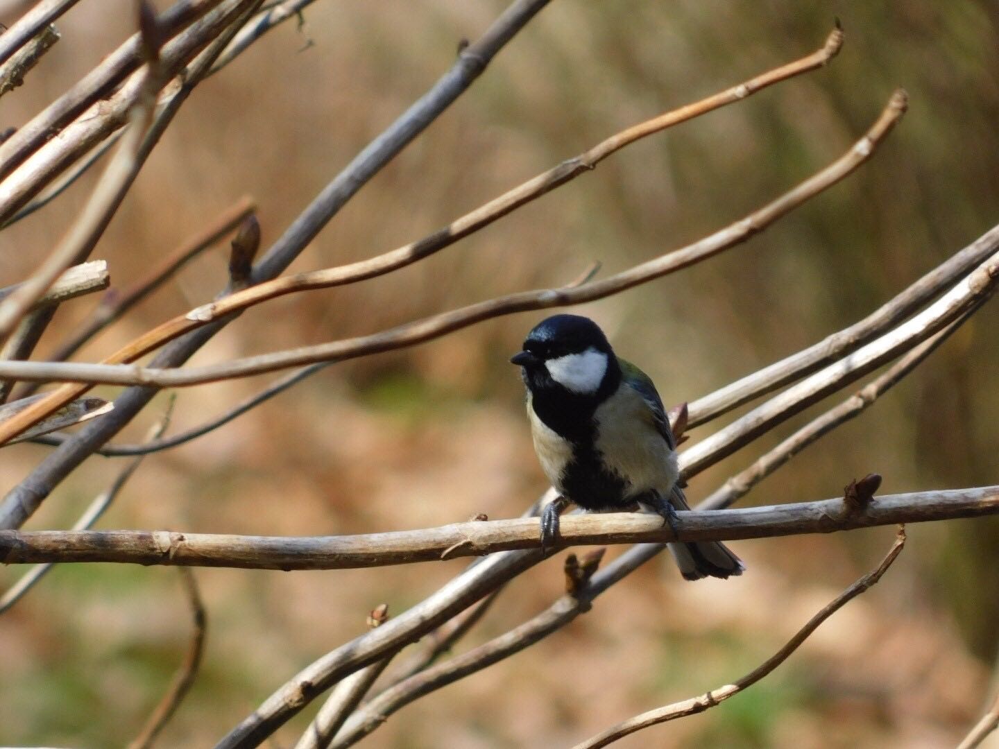 Photo of Japanese Tit at  by ヨウコ