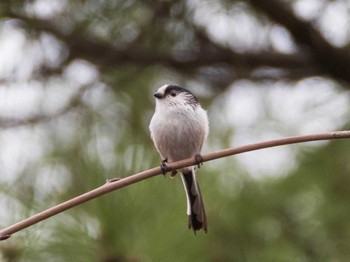 Long-tailed Tit Shakujii Park Sat, 3/20/2021