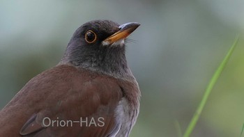 Pale Thrush 東京都多摩地域 Fri, 4/16/2021