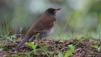 Pale Thrush 東京都多摩地域 Fri, 4/16/2021