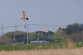 チュウヒ 利根川 2021年4月8日(木)