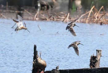 オオハシシギ 場所が不明 撮影日未設定