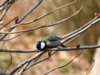 Japanese Tit Unknown Spots Sun, 2/12/2017