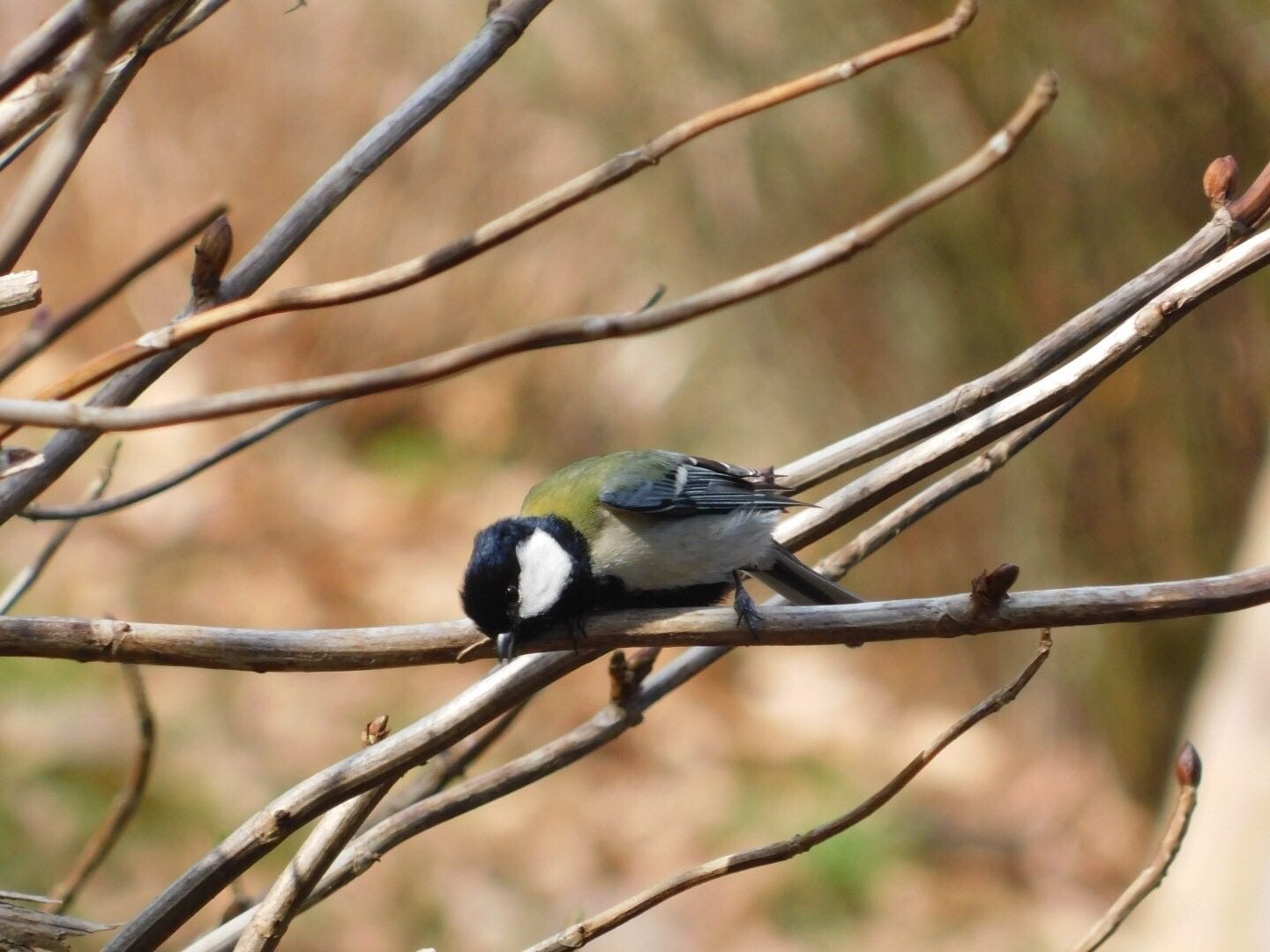 Photo of Japanese Tit at  by ヨウコ