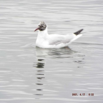 ユリカモメ 豊洲 2021年4月17日(土)