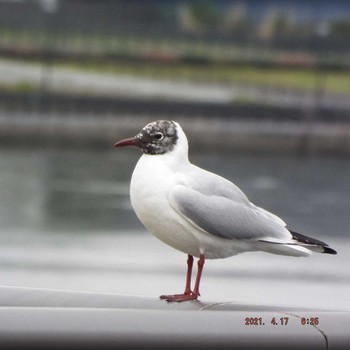 ユリカモメ 豊洲 2021年4月17日(土)