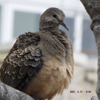 Oriental Turtle Dove 晴海 Sat, 4/17/2021