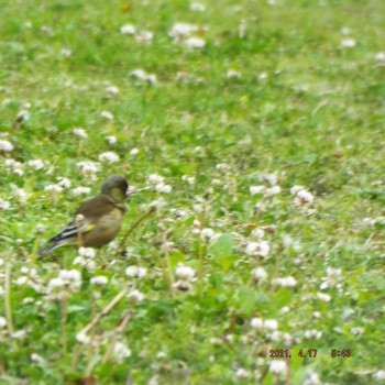 Grey-capped Greenfinch 晴海 Sat, 4/17/2021