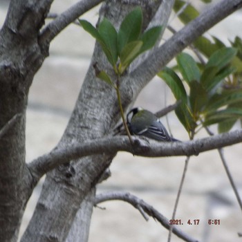 Japanese Tit 晴海 Sat, 4/17/2021