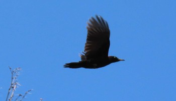 Black Woodpecker Unknown Spots Sun, 4/11/2021