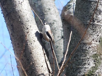 Long-tailed Tit Unknown Spots Sun, 2/12/2017