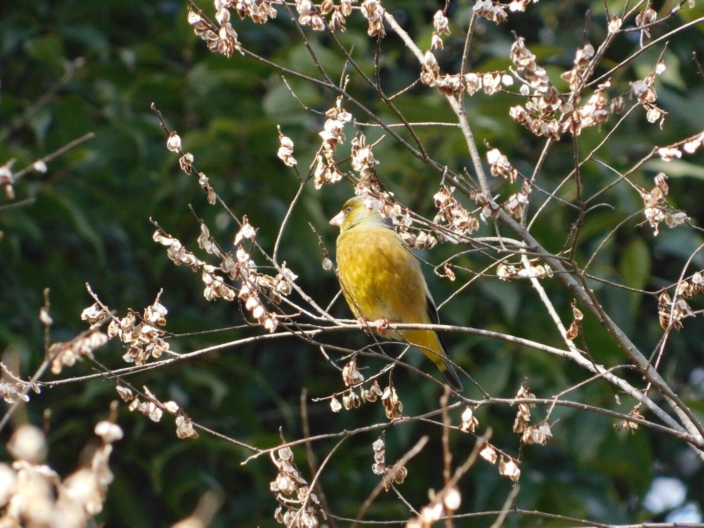  カワラヒワの写真 by ヨウコ