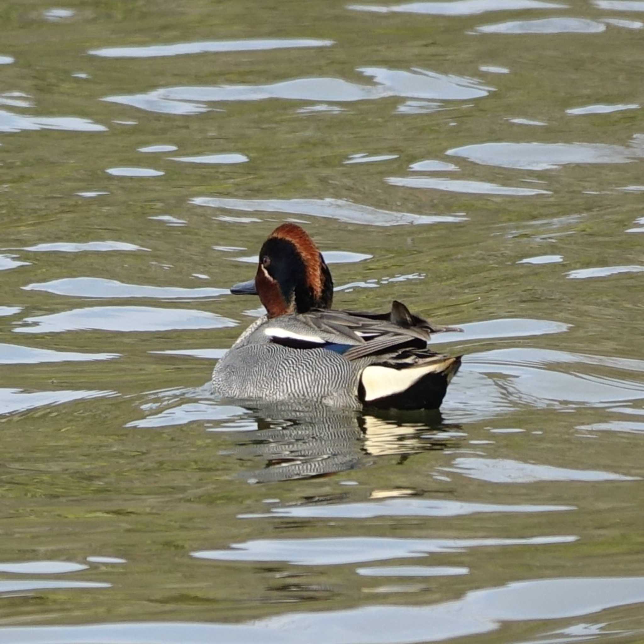 滋賀県希望が丘文化公園 コガモの写真 by bmont520