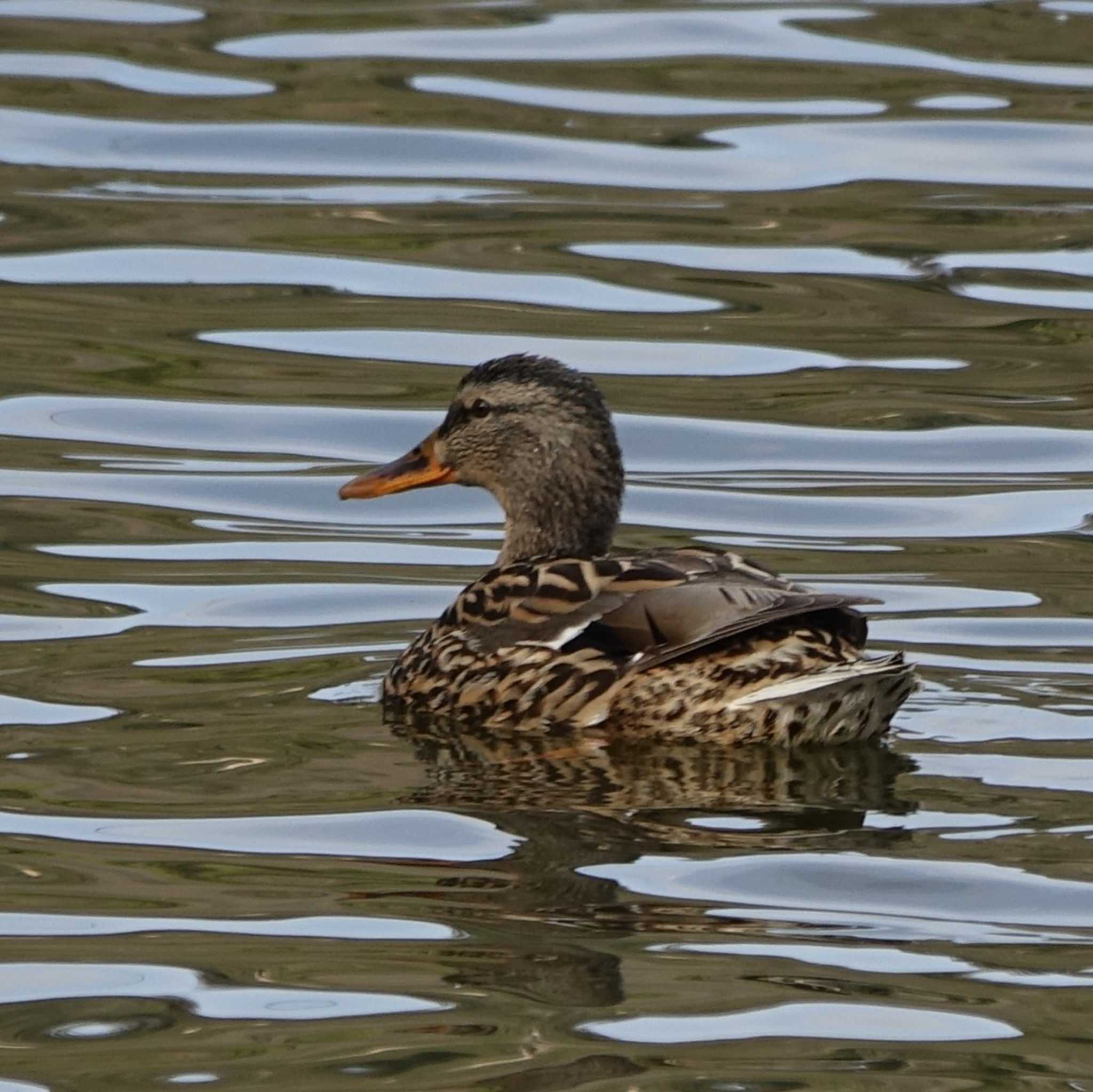 滋賀県希望が丘文化公園 オカヨシガモの写真 by bmont520