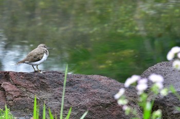 2021年4月17日(土) 長浜公園の野鳥観察記録