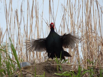 2021年4月16日(金) 多摩川中流域の野鳥観察記録