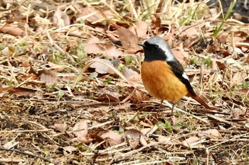 ジョウビタキ 山梨県北杜市 2021年1月26日(火)