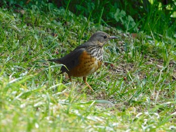 Grey-backed Thrush