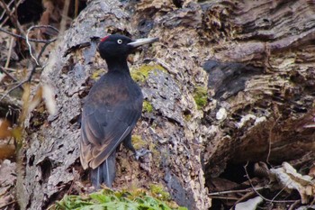 Sat, 4/17/2021 Birding report at 三角山(札幌市西区)