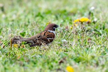 Eurasian Tree Sparrow 柏市 Wed, 3/31/2021