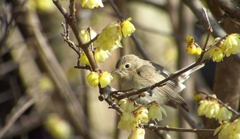 ニシオジロビタキ 船橋市 2017年2月11日(土)