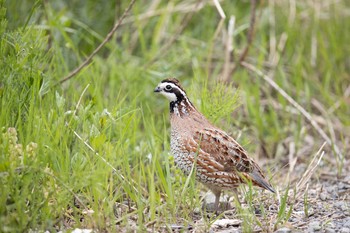 Northern Bobwhite