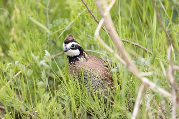 コリンウズラ 場所が不明 2021年4月16日(金)