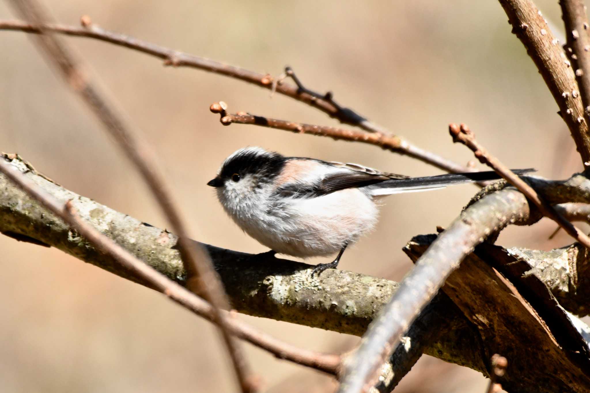 Photo of Long-tailed Tit at Yanagisawa Pass by TK2