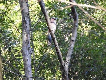 Eurasian Jay 川崎市　東高根森林公園 Sun, 2/19/2017