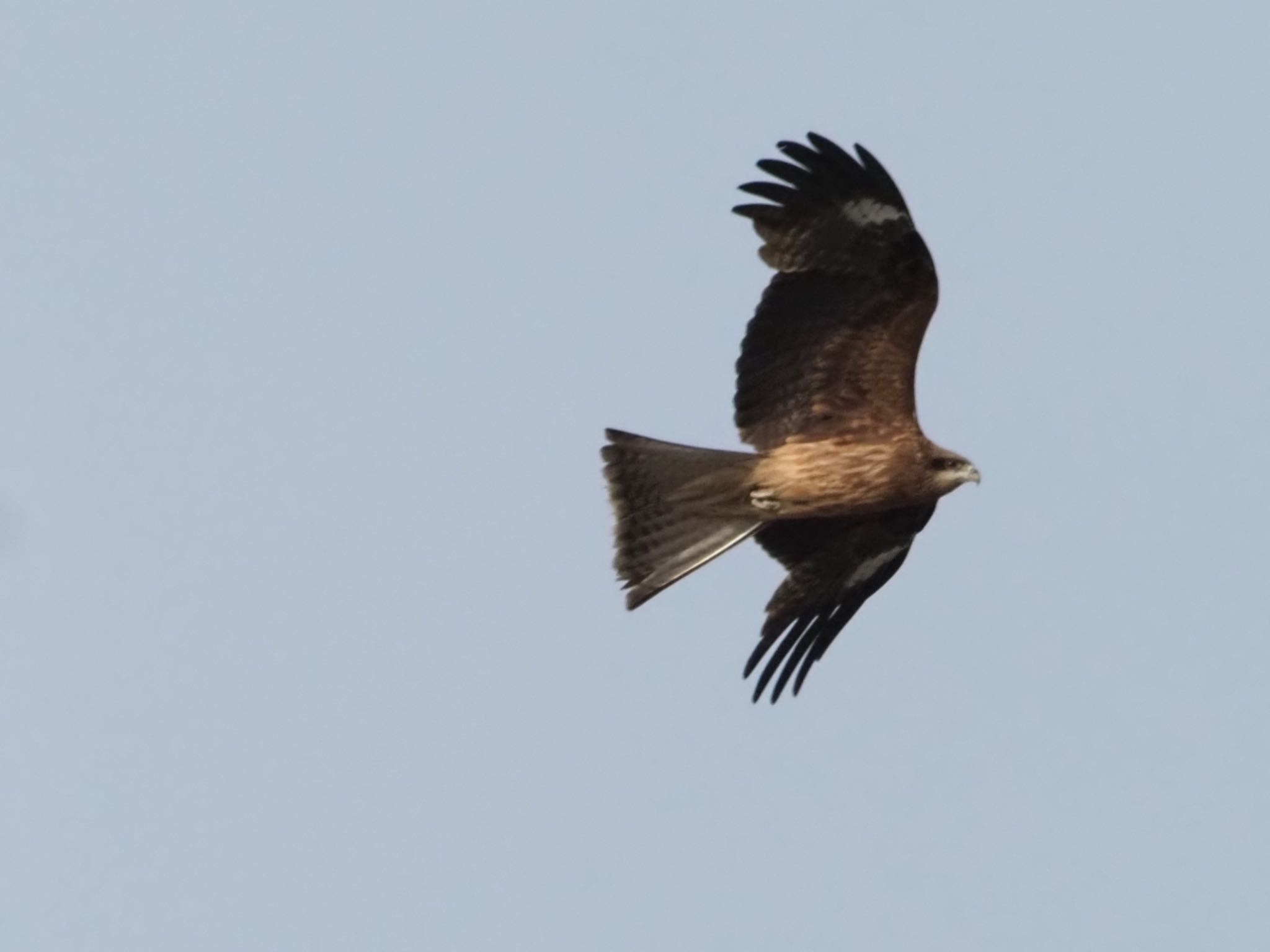 Photo of Black Kite at 稲美町加古 by まさ