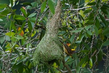 Baya Weaver Sungei Buloh Wetland Reserve Sat, 4/17/2021