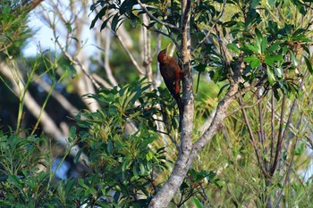 Okinawa Woodpecker Kunigamison Thu, 4/19/2018