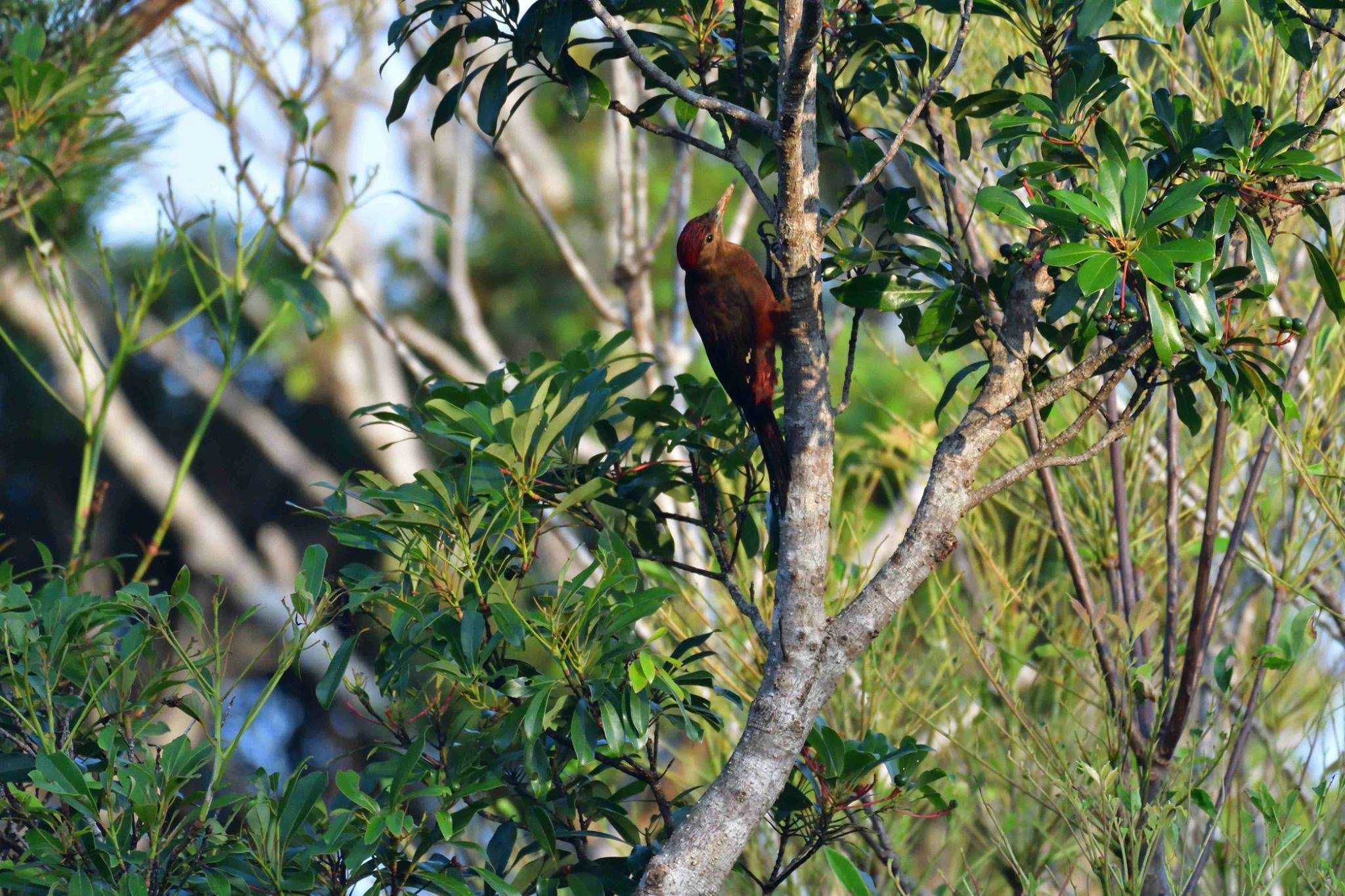 Photo of Okinawa Woodpecker at Kunigamison by やなさん