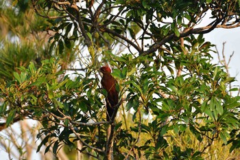 Okinawa Woodpecker Kunigamison Thu, 4/19/2018