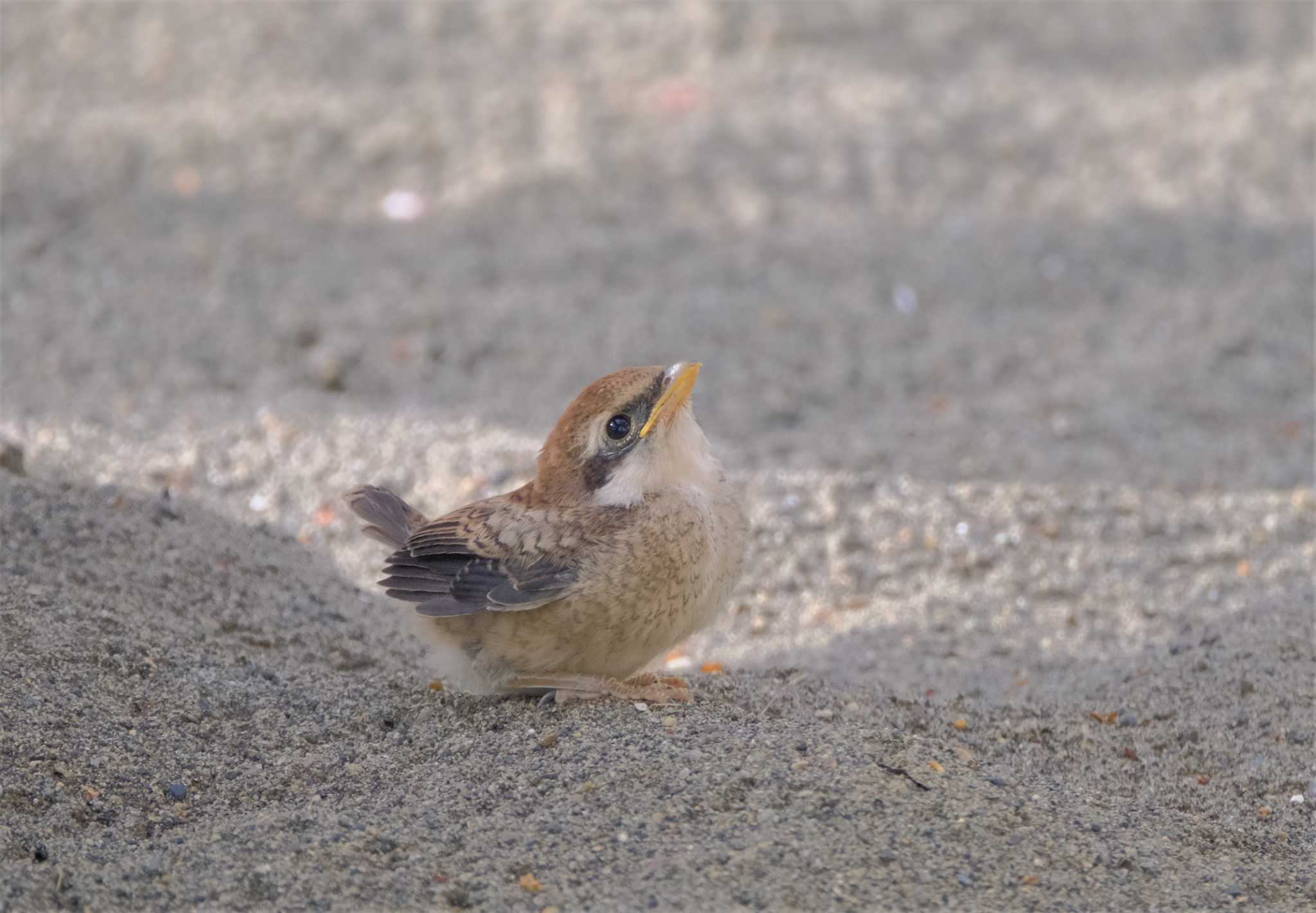 Photo of Bull-headed Shrike at 多摩川 by taiga