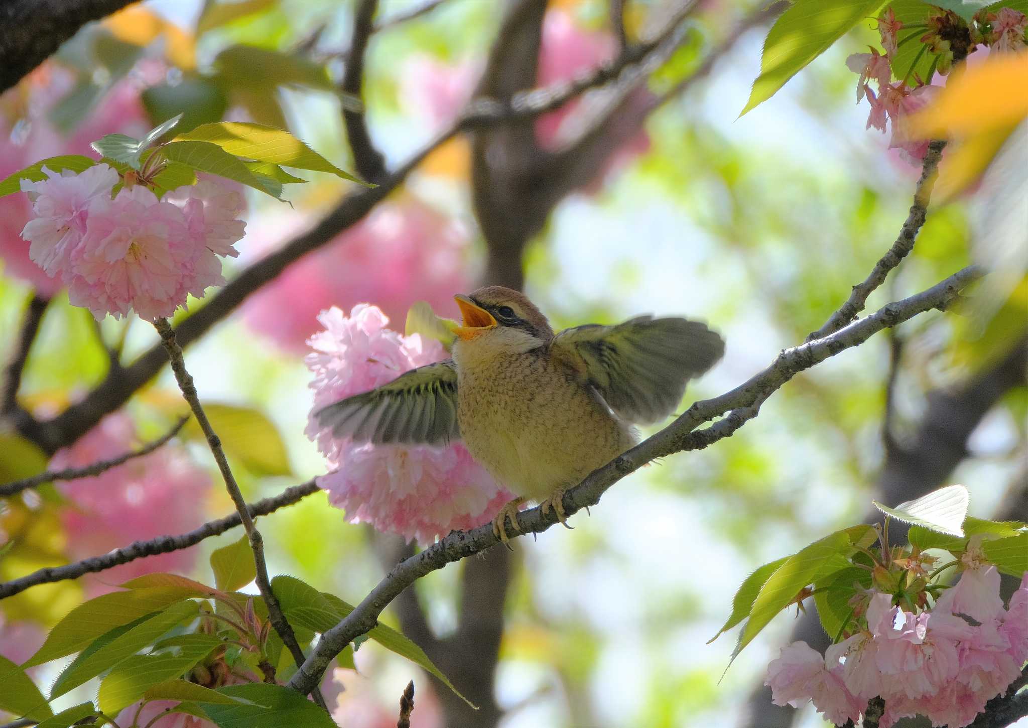 多摩川 モズの写真 by taiga