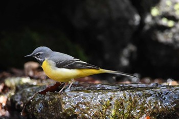 2021年4月7日(水) 山中湖の野鳥観察記録