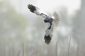 マダラチュウヒ 武漢市 府河湿地 2021年4月17日(土)