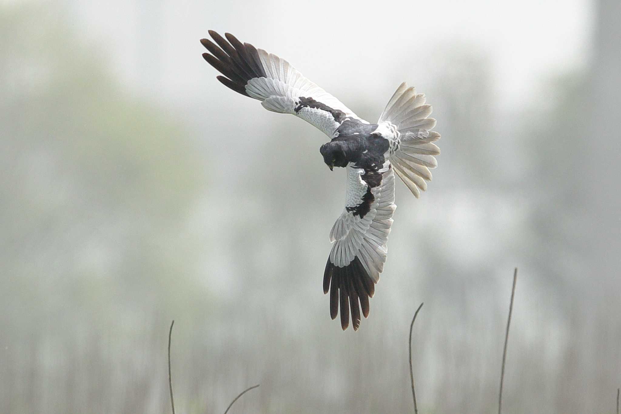 Photo of Pied Harrier at 武漢市 府河湿地 by Hatamoto Akihiro