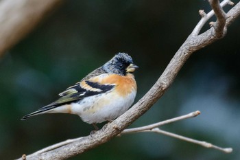 2017年2月11日(土) 京都御苑の野鳥観察記録