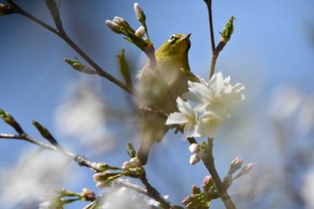 Fri, 3/26/2021 Birding report at Kitamoto Nature Observation Park