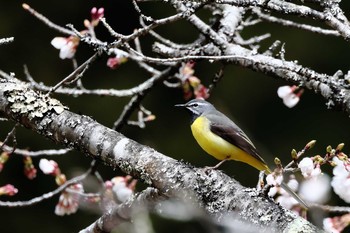 キセキレイ 段戸裏谷 2021年4月11日(日)