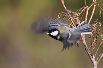 シジュウカラ 段戸裏谷 2021年4月10日(土)