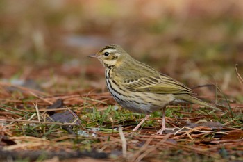 Olive-backed Pipit Kyoto Gyoen Sat, 2/11/2017