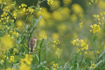 セッカ 多摩川 2021年4月10日(土)