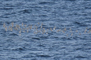 Sat, 3/27/2021 Birding report at 大洗-苫小牧航路