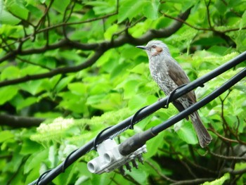 Brown-eared Bulbul 横浜市神奈川区 Fri, 4/16/2021